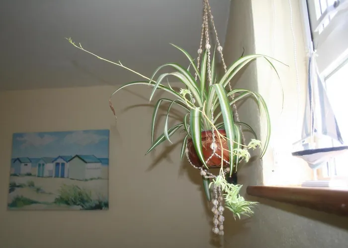 Swallows Rest 4* Anascaul